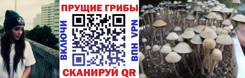Галлюциногенные грибы Psilocybine cubensis  Цивильск 